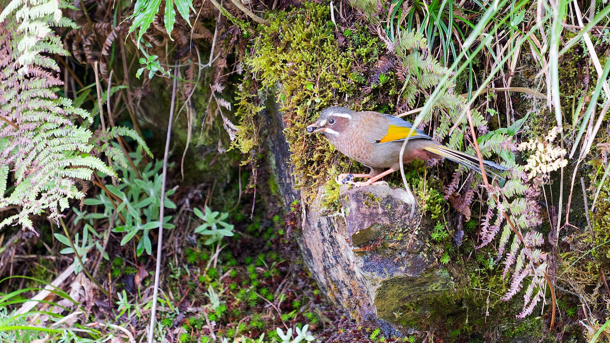 05 - Alishan (66).jpg